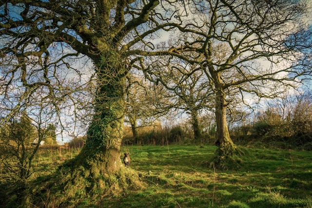 vieux troncs de chêne dans la campagne